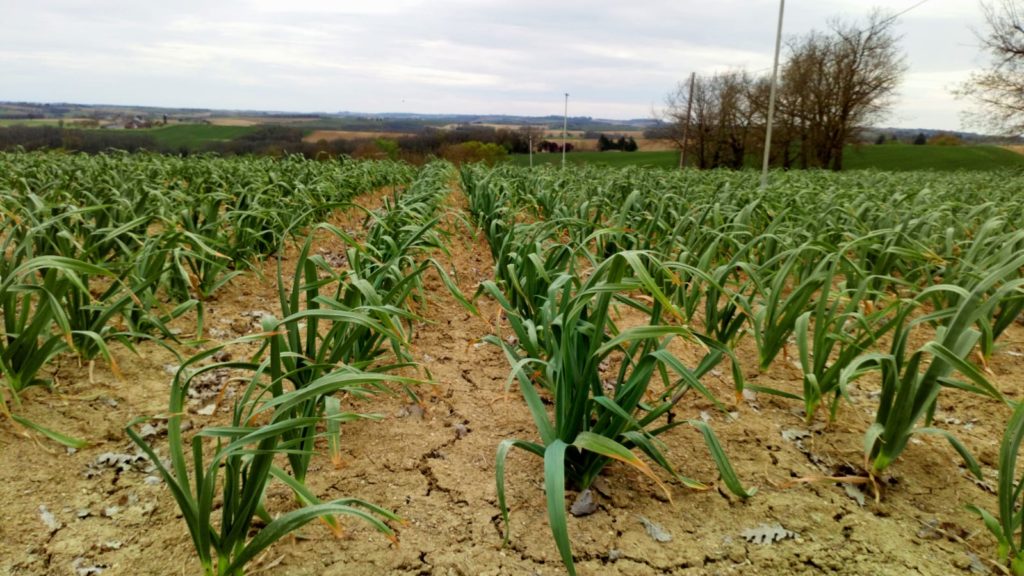 Garlic field